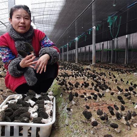 羊肚菌养殖厂家 羊肚菌批发 羊肚菌种植培训