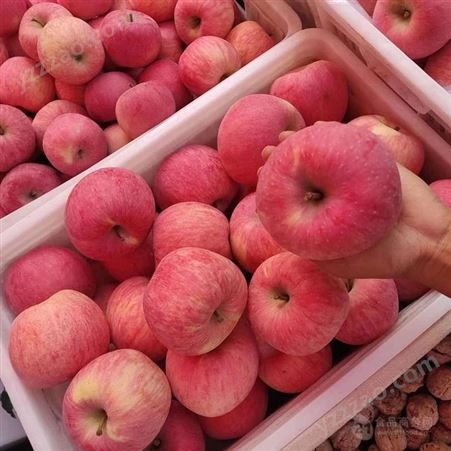 陕西红富士苹果 苹果市场价格调查表