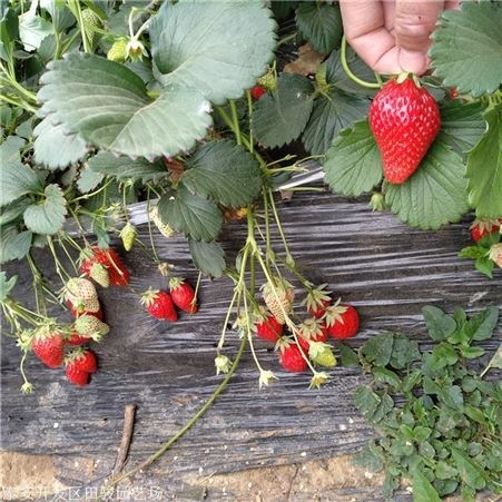 草莓苗 甜查理草莓苗 基地大量出售甜宝草莓苗