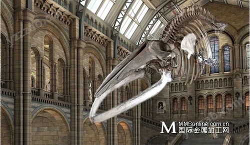 CREAFORM形创：伦敦自然历史博物馆：蓝鲸骨架3D扫描