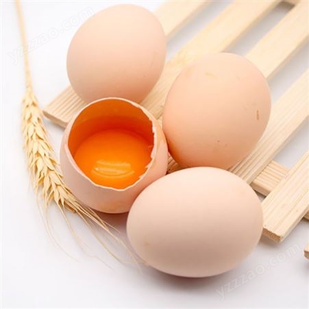 鸡蛋商品蛋 北京油鸡鸡蛋厂家大量供应油鸡商品蛋