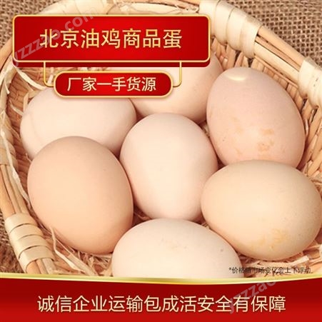 鸡蛋商品蛋 北京油鸡鸡蛋厂家大量供应油鸡商品蛋