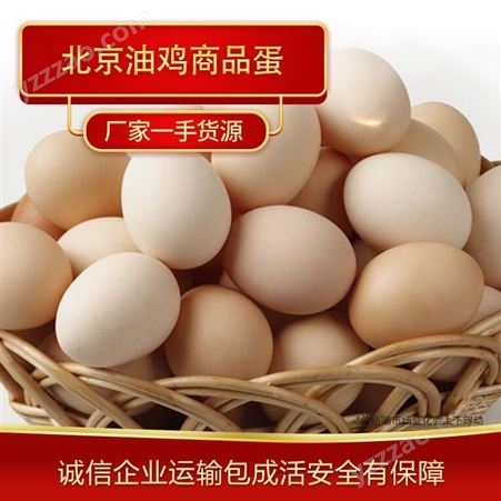 鸡蛋批发 北京油鸡商品蛋厂家供应 高质量鸡蛋