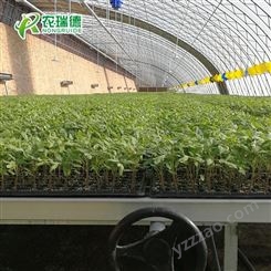 蔬菜播种机 小型育苗播种机价格 农瑞德穴盘育苗机